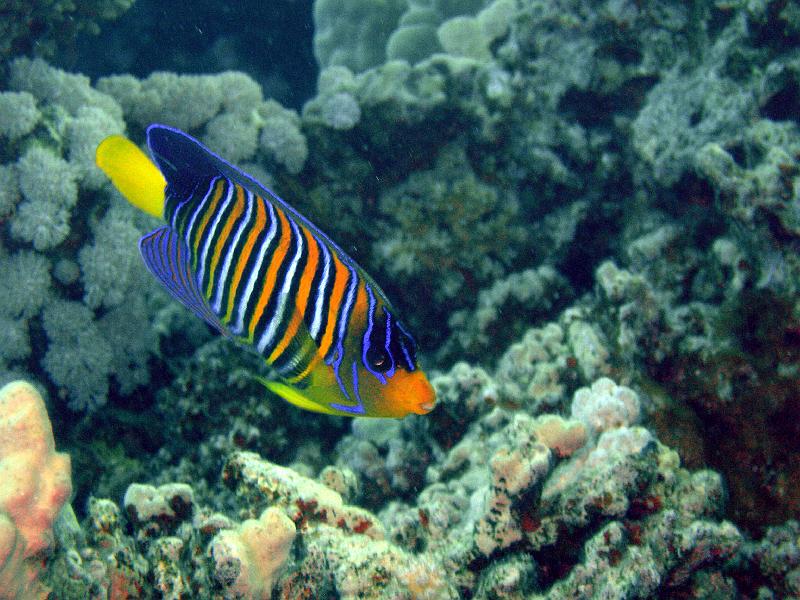 SAFAGA 07  2008 203.jpg